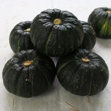 공영쇼핑밤호박