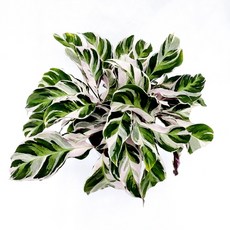 칼라데아퓨전화이트