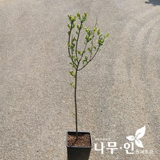 화이트핑크셀릭스