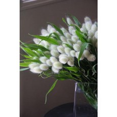 버니테일포푸리