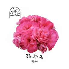 러시아제라늄 TOP01