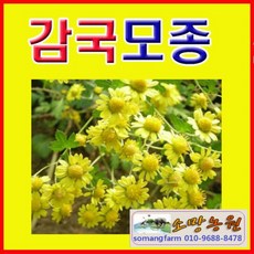 (D소망)야생화 애기나리모종(포트) 10개