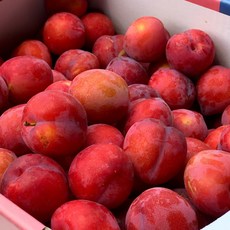 과즙대장 꿀자두 대석 정상 후무사 수박자두 추희, 당도선별 추희 자두 1.25kg, 1개