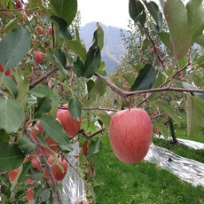 산사과