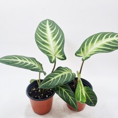 플로우마니