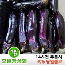 < 오일장상회 > 국내산 가지 상등급 10kg내외’></p>
<p style=