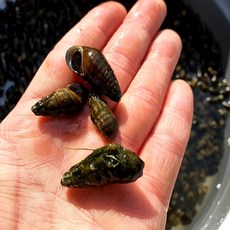 [리마식품] 국산 자연산 남한강 깐 다슬기 올갱이 다슬기살 50% + 육수 50%, 1. 다슬기 300g, 1개