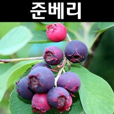 준베리