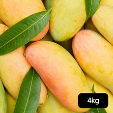 마하차녹망고-추천-상품