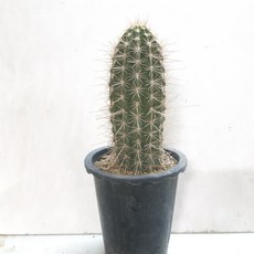 무륜주
