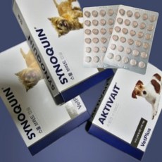  사이노퀸 캣 60+30 캡슐 노견 강아지 관절 건강 영양제 