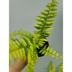 무늬보스턴고사리