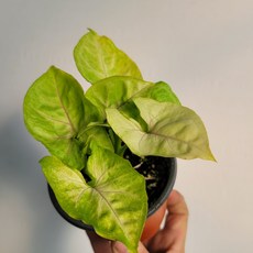 옐로우싱고니움