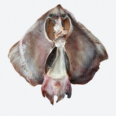 간자미