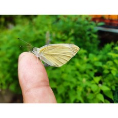배추흰나비(알 애벌레 번데기) 키우기