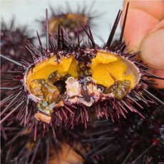 동해안 자연산 보라 성게 성게알 우니 미역국 초밥 100g 생물 홈마카세 당일채취, 1개, 생물 성게알100g