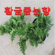 (성실농원) 황금좀눈향 5치포트 2그루