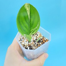 스킨답서스트루비