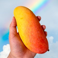 쫀득쫀득 항공직송 마하차녹 무지개 망고, 1박스, 2kg(4-8내외)