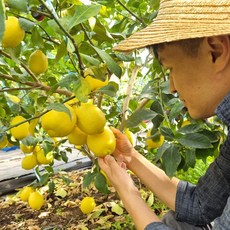 참좋은 제주 그린 레몬 친환경 무농약 레몬 산지직송, 그린레몬 1박스, 3kg 혼합과