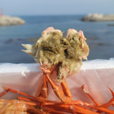 특산팔도 선주직송 당일조업 포항 구룡포 제철 연지홍게 3kg 6kg 9kg 자숙홍게 수율보장 가성비 프리미엄 붉은홍게 박달홍게, [수율 80%이상] 최고급 연지홍게 자숙 6kg,