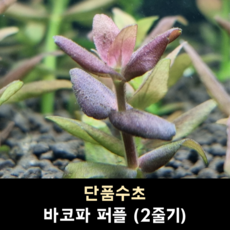 바코파 퍼플 (2줄기)