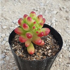 러블리매직