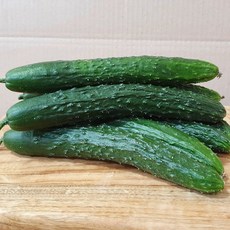 가시오이3kg