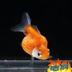 진주린 TOP01