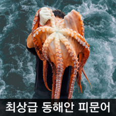 동해피문어