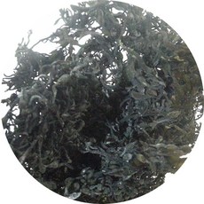 모자반