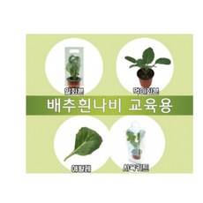배추흰나비