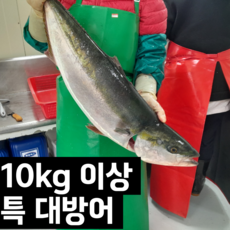 자연산 대방어 방어회 10kg 필렛, 1개, 1kg