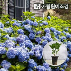 정원수국 엔들레스썸머 마크로필라 6종, 엔들레스썸머 오리지널 7치화분