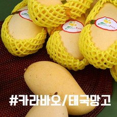 프리미엄 고당도 애플망고 태국 망고 페루 카라바오 선물 세트 추천, 02.카라바오(소과)9개입선물세트