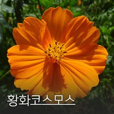 코리아팜 황화코스모스1kg