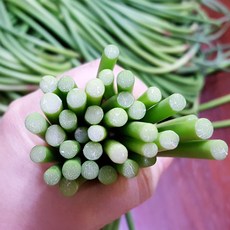 강경신안 마늘쫑무침, 500g, 1개