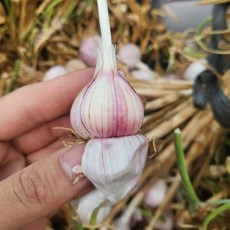 첫수확 서산 홍산마늘 육쪽마늘 서산마늘 반접 한접 종자용 마늘, 종자용 중 - 50개