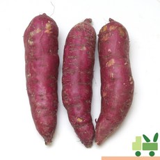 사라상회 고구마 2Kg (상/특/긴상/긴특), 1개