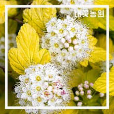 내꽃농원 국수나무 (황금국수) 7치 화분