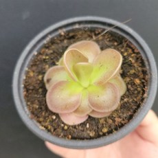 모라넨시스 반려식물 벌레잡이 모라넨시스 소품 152549 1개