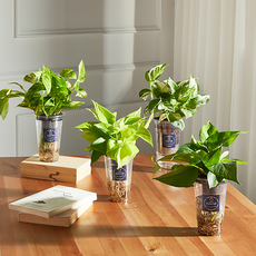 스노우사파이어