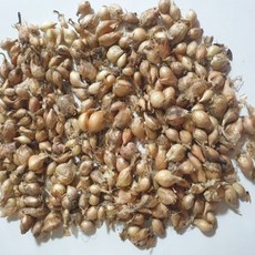 [웰빙미래]쪽파씨앗 당파씨앗 종자용 500g 국산 1봉, 1개
