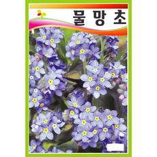 개망초생화