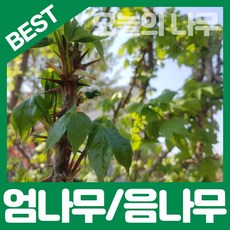 명자나무 TOP01