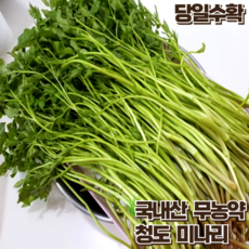당일수확 갓 수확한 국내산 무농약 청도 미나리, 1개, 1kg