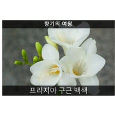 프리지아구근