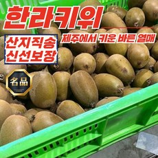제주 한라 스위트 골드 키위 중과 4kg (400g x 10팩), 1개