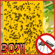 권연벌레 초파리 러브버그 모기 바퀴벌레 퇴치 끈끈이 트랩, 30개, 10g