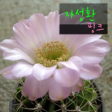 [허브여울선인장] 자성환 핑크 지름 9cm 소품 선인장화분, 1개